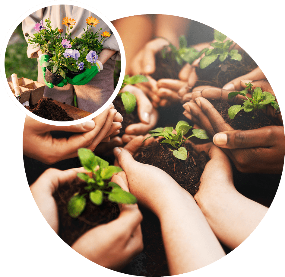 Hands holding soil with small plants.