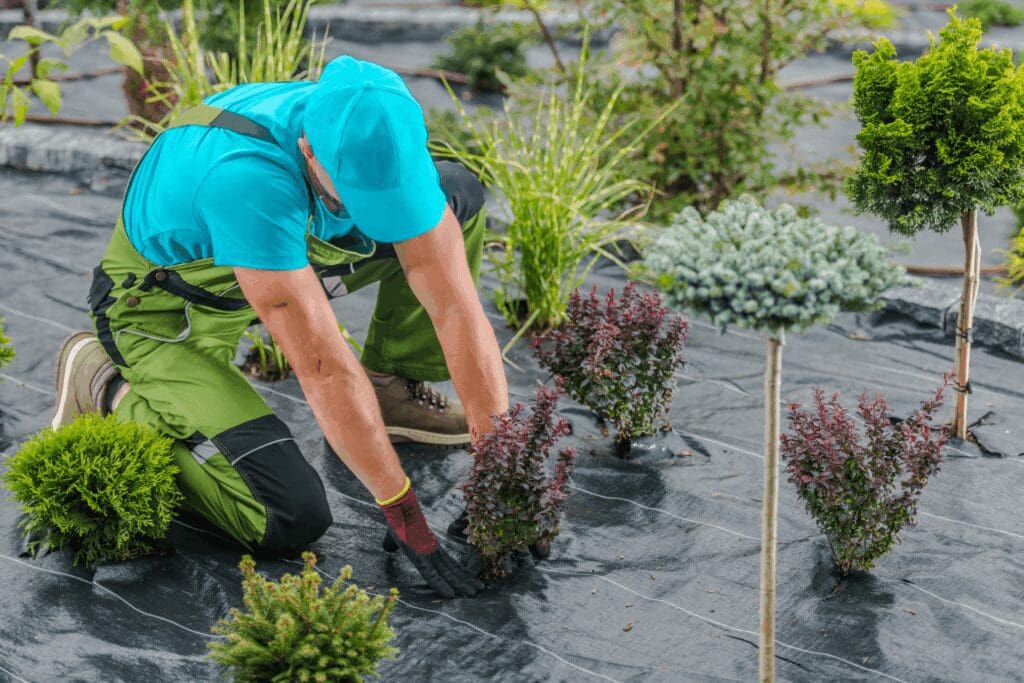 Gardener planting shrubs in landscaped area.