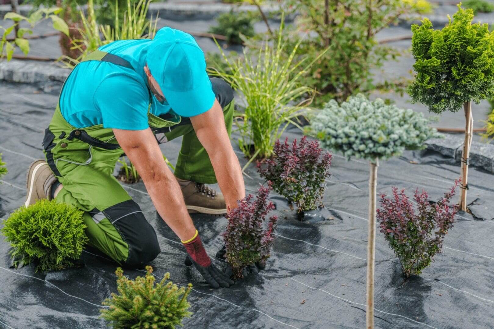 Gardener planting shrubs in landscaped area.