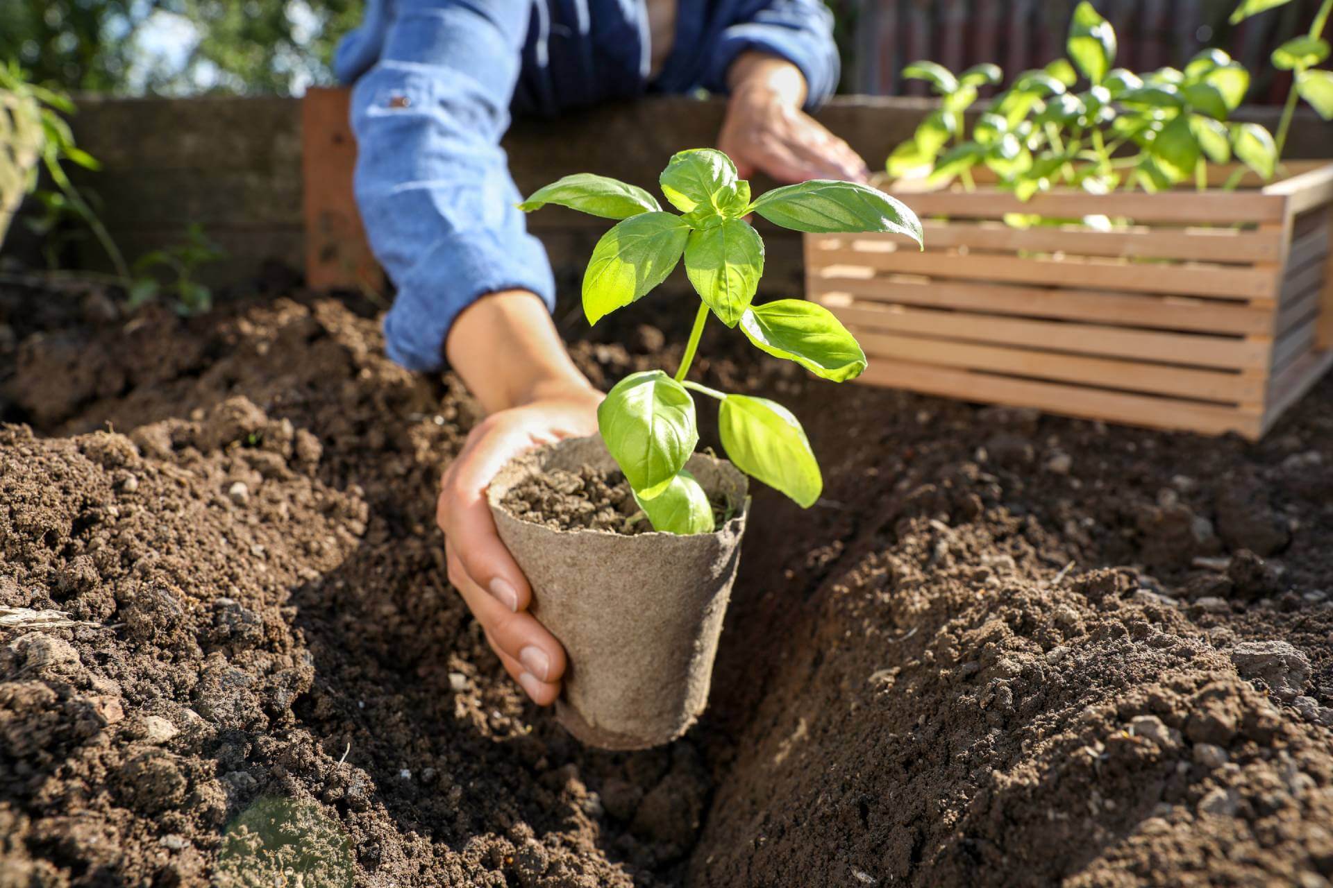 Planting a young seedling in soil.