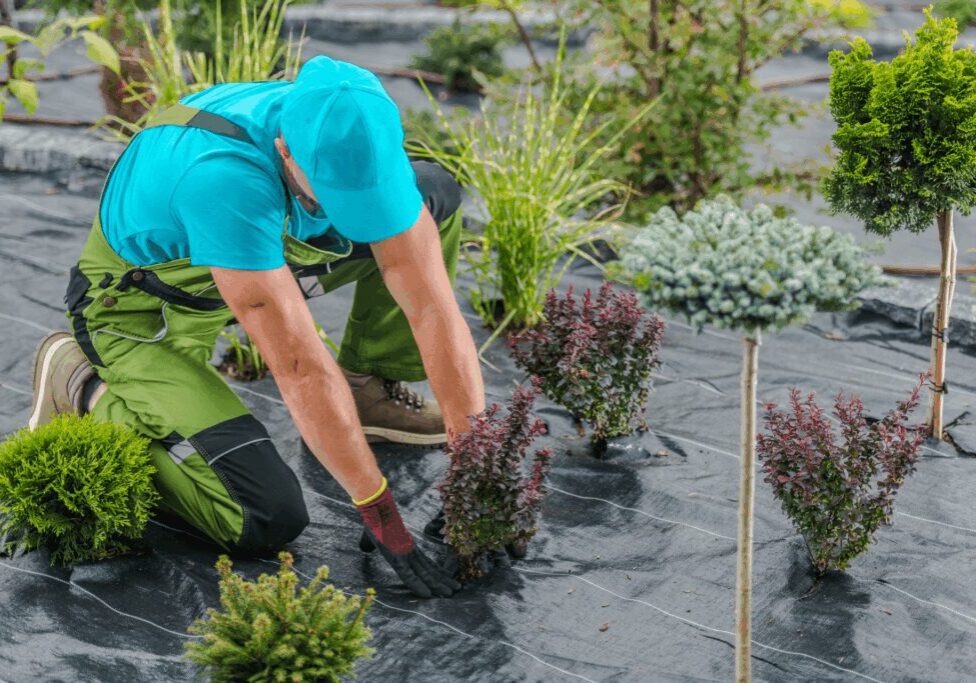 Gardener planting shrubs in landscaped area.